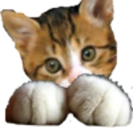 cat android application logo